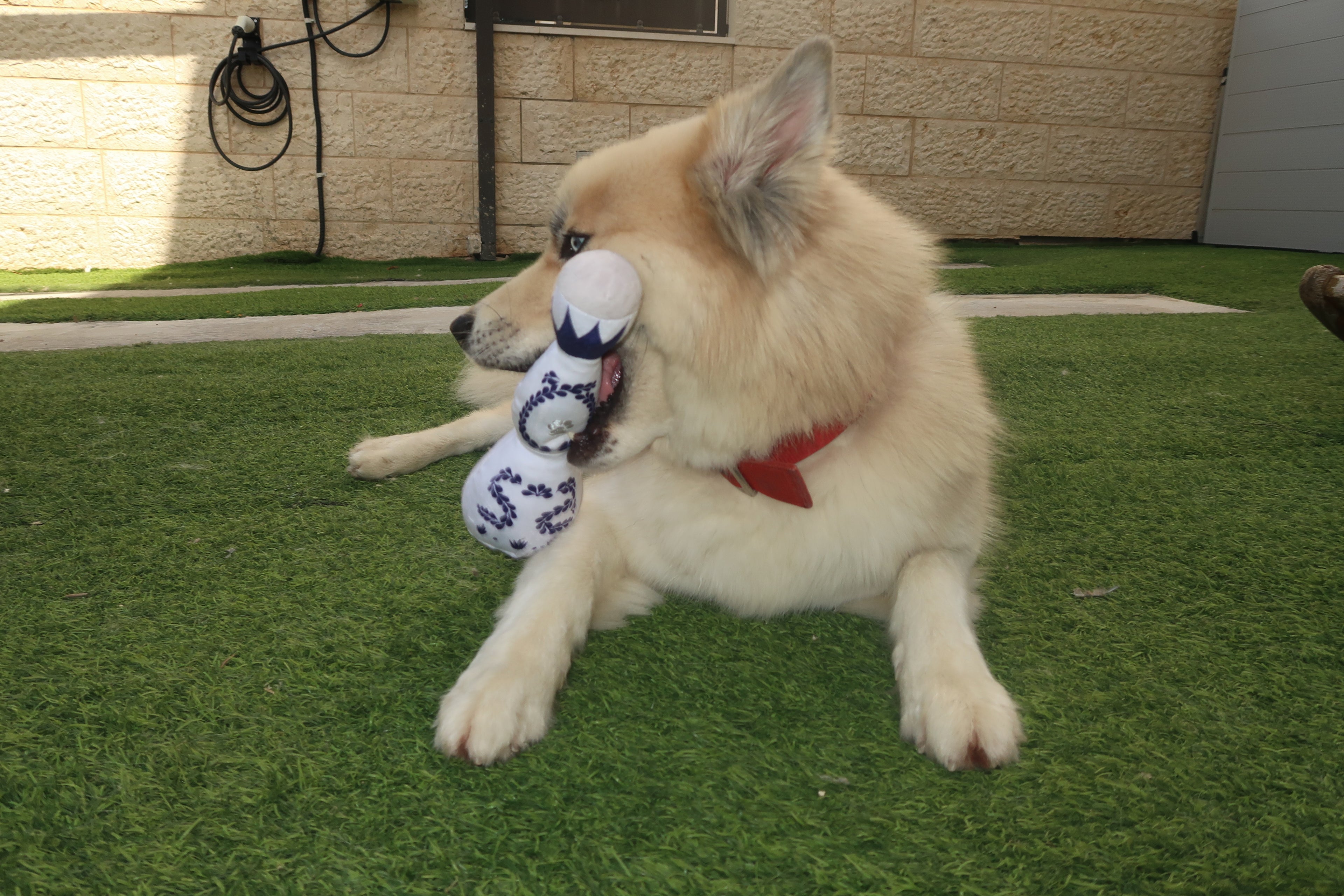 CA&Rey Tequila Dog Toy