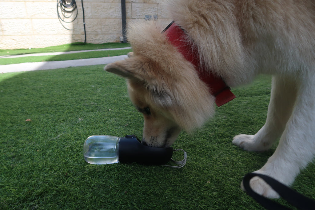 Portable Dog Water Bottle