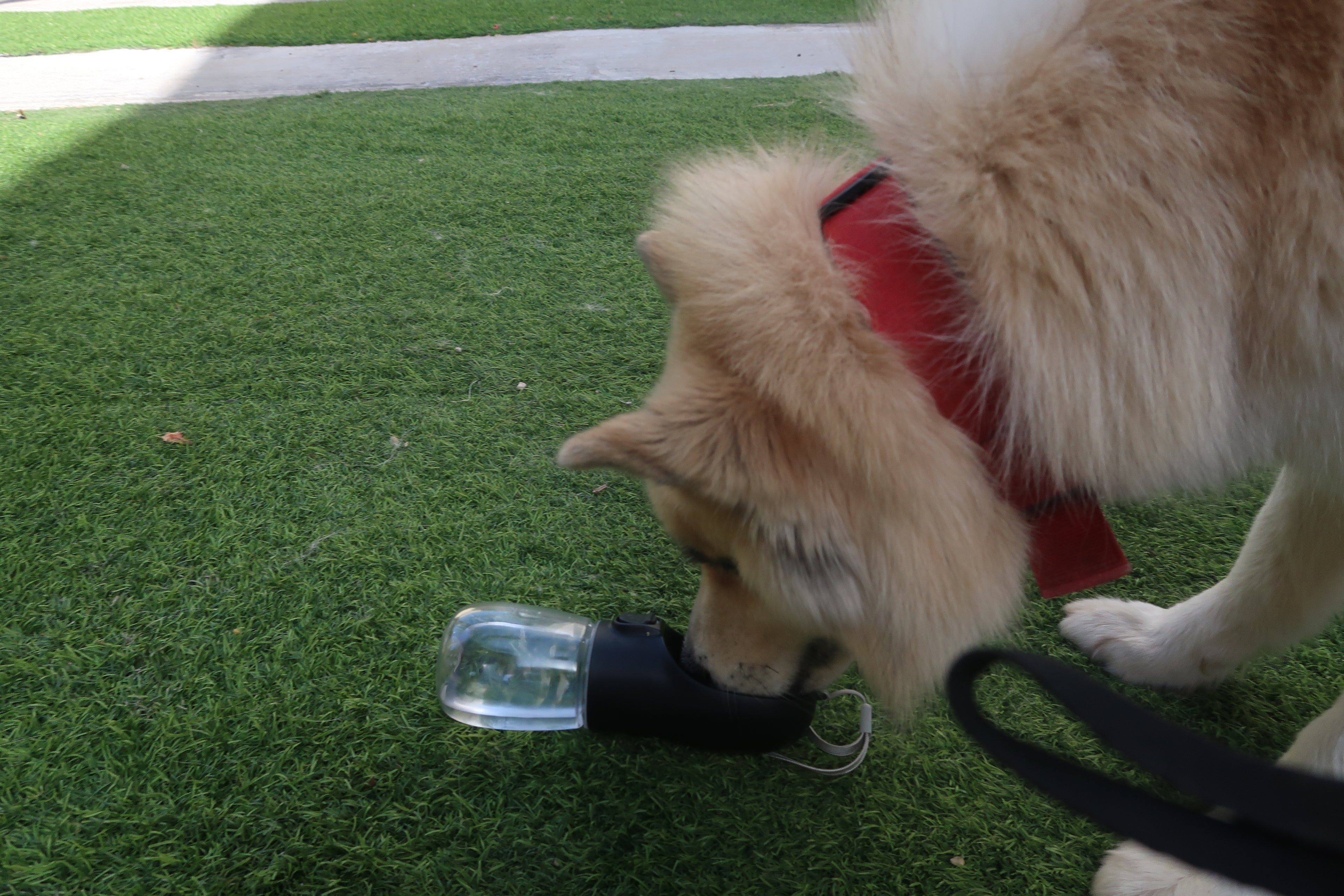 Portable Dog Water Bottle